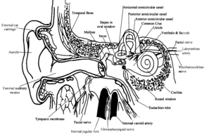 Fig 1: The Structure of the outer, middle and inner ears.