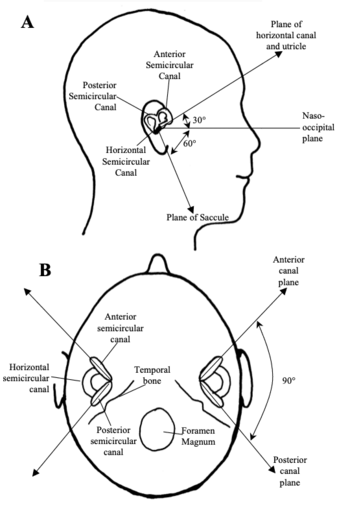 Fig 5: Orientation of the vestibular receptors.